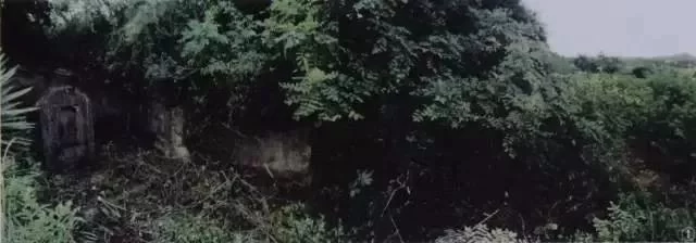 中国第一个引进番薯的人系东莞人(图2) 中国第一个引进番薯的人系东莞人(图2)