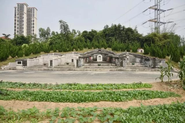 中国第一个引进番薯的人系东莞人(图4) 中国第一个引进番薯的人系东莞人(图4)