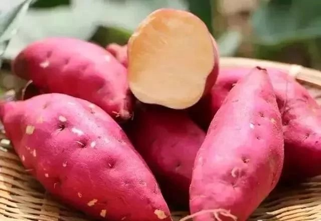 中国第一个引进番薯的人系东莞人(图1) 中国第一个引进番薯的人系东莞人(图1)