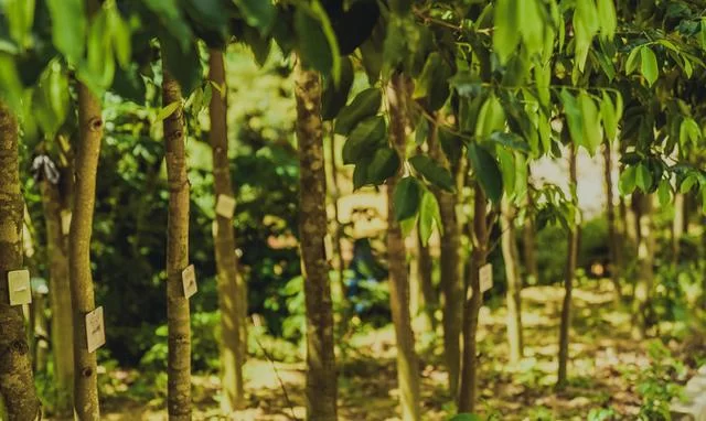 何等痴情,二十年栽下百万棵莞香树(图3) 何等痴情,二十年栽下百万棵莞香树(图3)