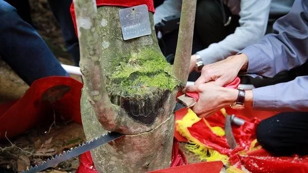 何等痴情,二十年栽下百万棵莞香树(图4) 何等痴情,二十年栽下百万棵莞香树(图4)