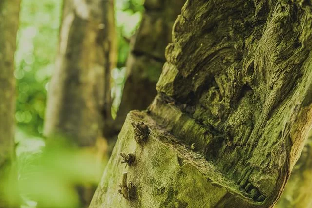 何等痴情,二十年栽下百万棵莞香树(图1) 何等痴情,二十年栽下百万棵莞香树(图1)