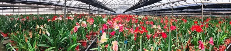 80后东莞花农,人生像兰花一样绽放(图9) 80后东莞花农,人生像兰花一样绽放(图9)