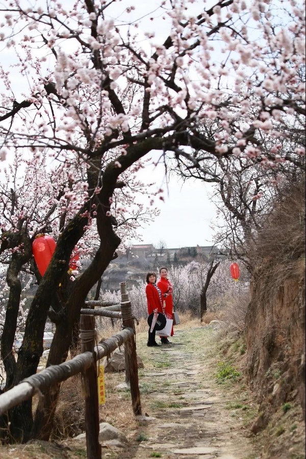 山西运城市2020“花开河东 乐游运城” 美丽乡村百花节启动(图4)