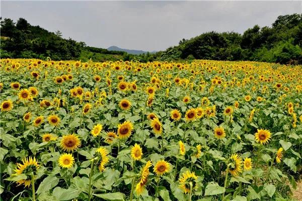 春暖花开 疫情尽散 春游去吧！