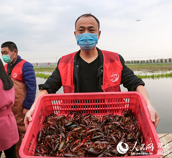 茶藕飘香龙虾跳 湖北“云上春耕”忙(图1)