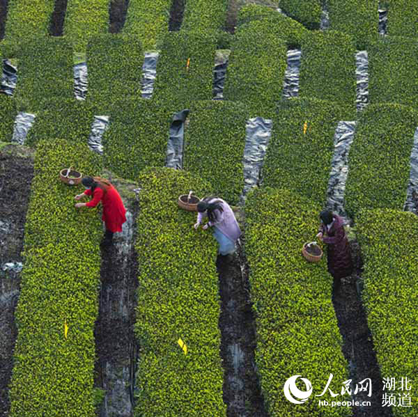 茶藕飘香龙虾跳 湖北“云上春耕”忙(图3)