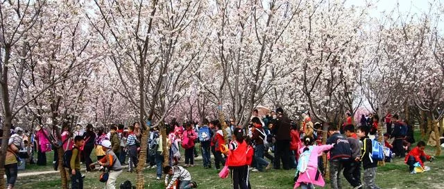 樱花文旅的千亿未来(图1) 樱花文旅的千亿未来(图1)