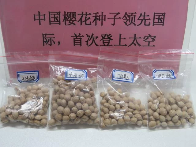 樱花文旅的千亿未来(图3) 樱花文旅的千亿未来(图3)