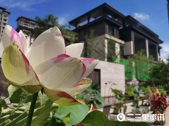 榆林可赏莲,何须下江南!阳光紫郡荷花节暨名家国画展盛大启幕(图1) 榆林可赏莲,何须下江南!阳光紫郡荷花节暨名家国画展盛大启幕(图1)