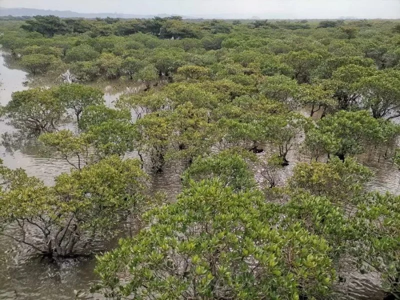 防城港采风作品专辑 | “壮美广西·多彩边关”中国文艺名家走边疆(图2) 防城港采风作品专辑 | “壮美广西·多彩边关”中国文艺名家走边疆(图2)