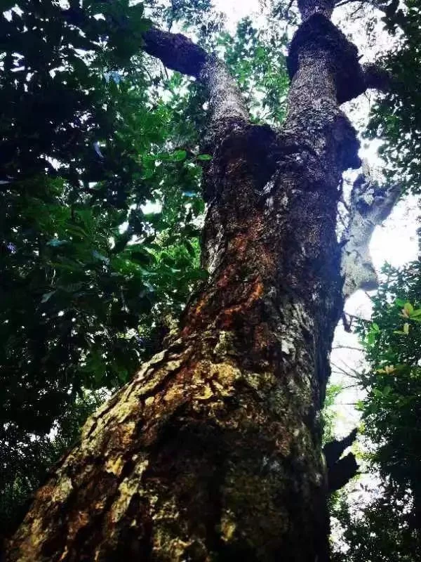 防城港采风作品专辑 | “壮美广西·多彩边关”中国文艺名家走边疆(图13) 防城港采风作品专辑 | “壮美广西·多彩边关”中国文艺名家走边疆(图13)