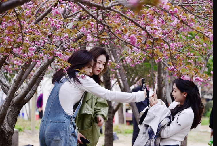 河南鹤壁淇滨区:最美樱花季 活动不断 精彩连连(图2) 河南鹤壁淇滨区:最美樱花季 活动不断 精彩连连(图2)