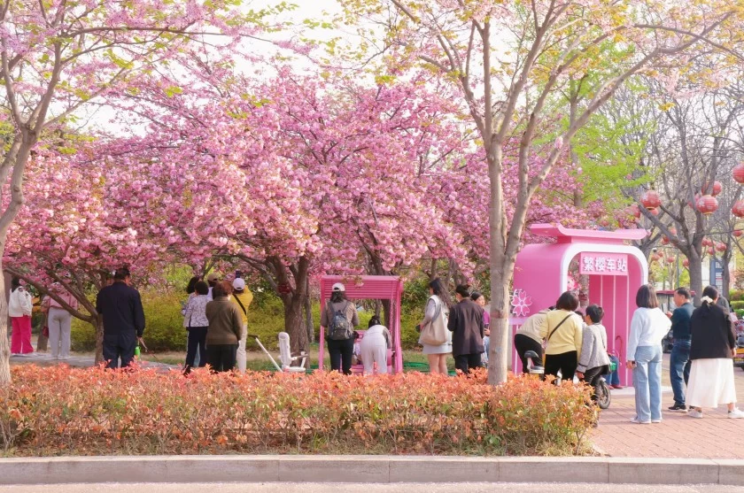 河南鹤壁淇滨区:“赏樱经济”持续升温(图1) 河南鹤壁淇滨区:“赏樱经济”持续升温(图1)