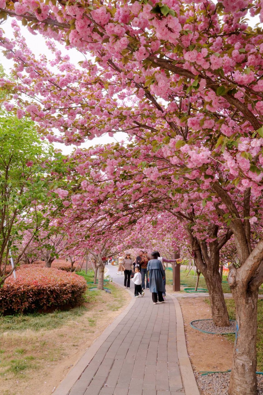 河南鹤壁淇滨区：游客赏花更护花 满城文明处处景(图2)