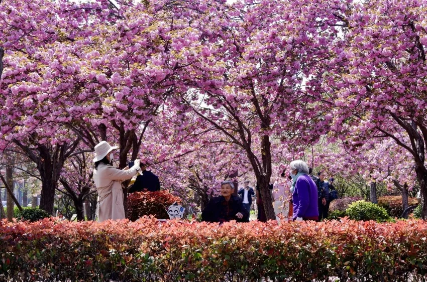 樱花与国风的完美结合——鹤壁樱花季奏响春日华章(图4)